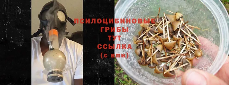 Галлюциногенные грибы Psilocybine cubensis Краснообск